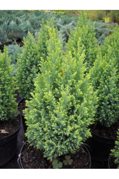 Кипарисовик Elwood`s Gold саджанці в садовому центрі