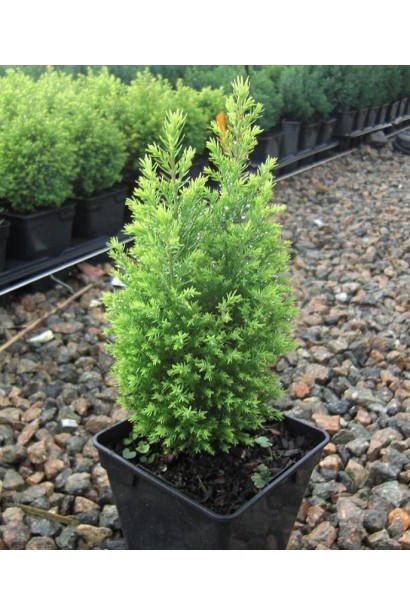 Кипарисовик Лавсона Елвудс Голд контейнер 0,5 л