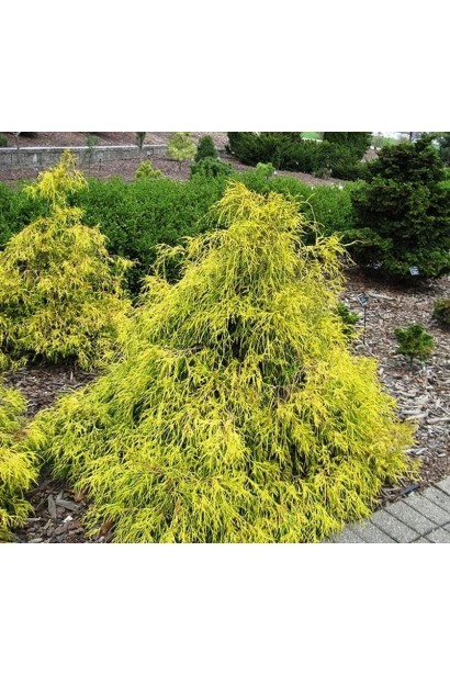 Кипарисовик Філіфера жовта