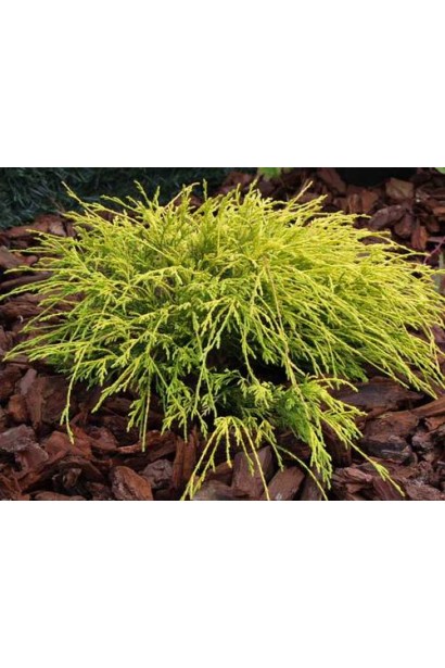 Кипарисовик Filifera Aurea