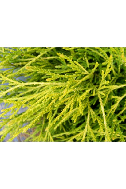 Кипарисовик Філіфера Ауреа луската нитчаста хвоя золотистого кольору