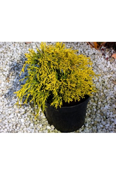 Кипарисовик Філіфера Ауреа в контейнері