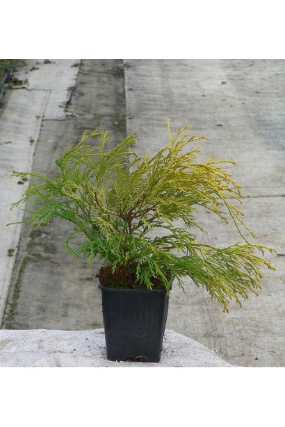 Кипарисовик Філіфера Ауреа саджанець 0,5 л