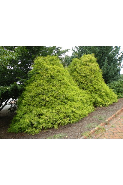 Кипарисовик Філіфера Ауреа