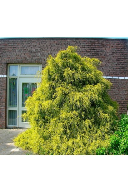 Жовтий кипарисовик