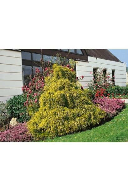 Кипарисовик Філіфера Ауреа в ландшафті