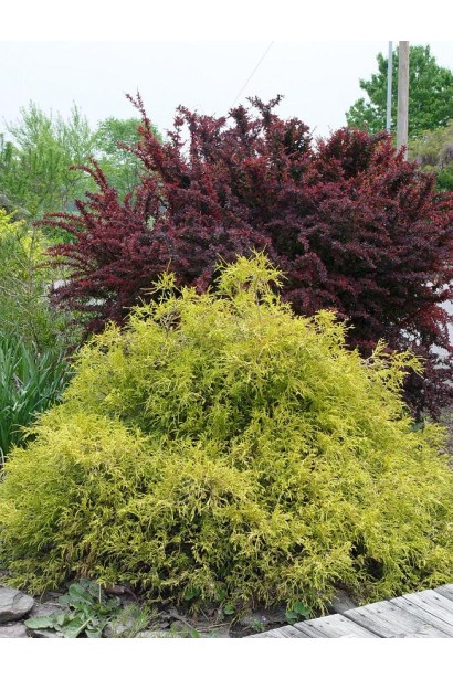 Кипарисовик горохоплідний Filifera Aurea