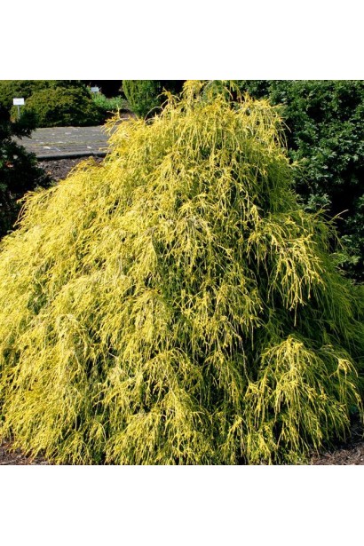 Кипарисовик Філіфера Ауреа з ажурною кроною