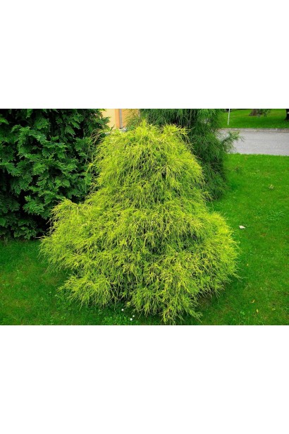 Chamaecyparis pisifera Filifera Aurea