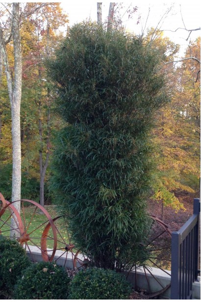 Rhamnus frangula Fine Line