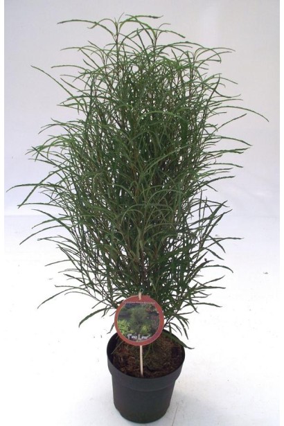 Крушина вільховидна Файн Лайн в горщику