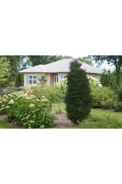 Крушина Файн Лайн кущ з колоновидною кроною