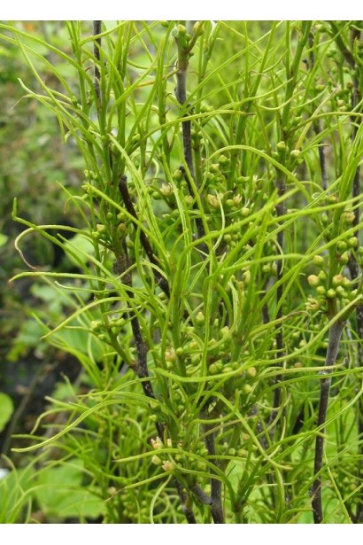 Крушина ламка Файн Лайн білувато-жовті дрібні квіти