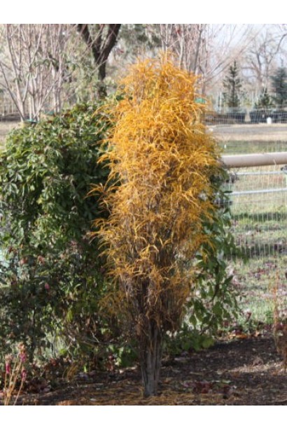 Жостір ламкий Файн Лайн