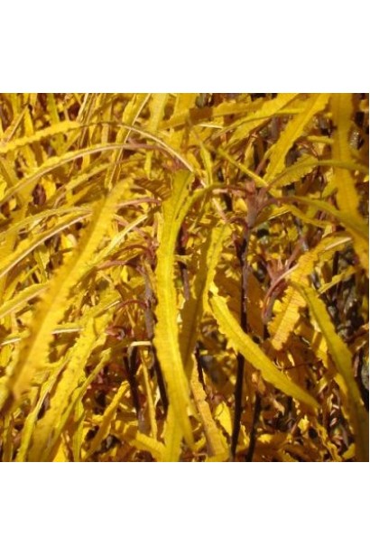 Крушина ламка Файн Лайн яскраво-жовтого кольору взимку