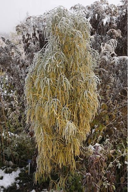 Крушина Fine Line вигляд взимку під снігом