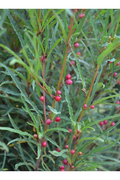 Маленькі круглі плоди крушини Файн Лайн