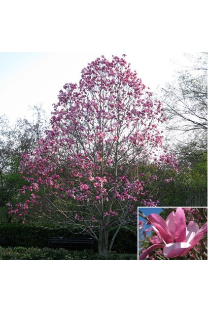 Магнолия Суланжа Галакси