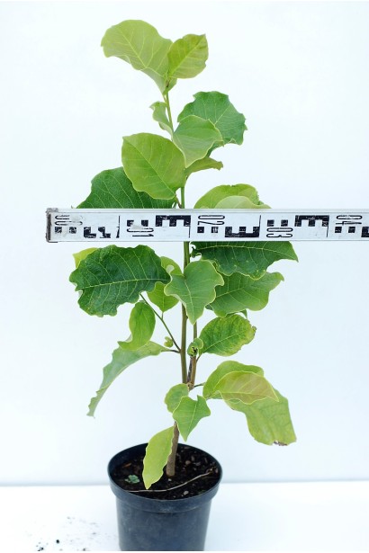 Магнолия Суланжа Галакси саженец диаметр кроны 20-30 см