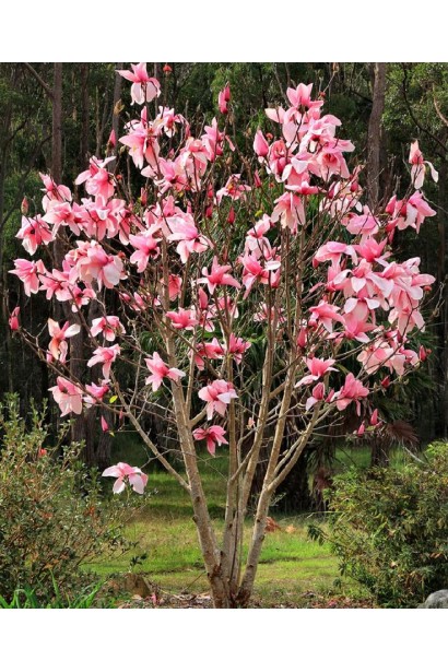 Магнолия Суланжа Галакси розовая