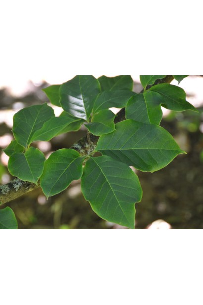 Магнолия Суланжа Галакси ярко-зеленые крупные листья