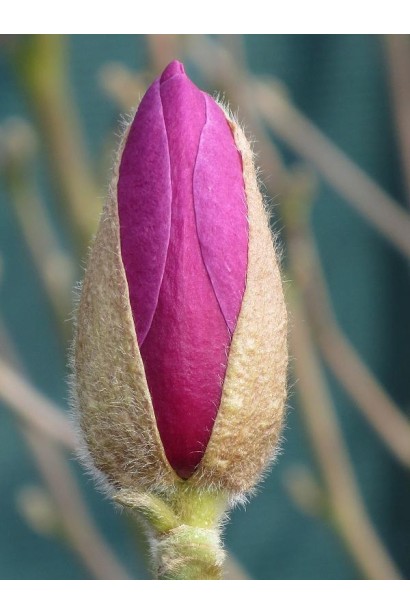 Магнолия Суланжа Галакси пурпурный бутон