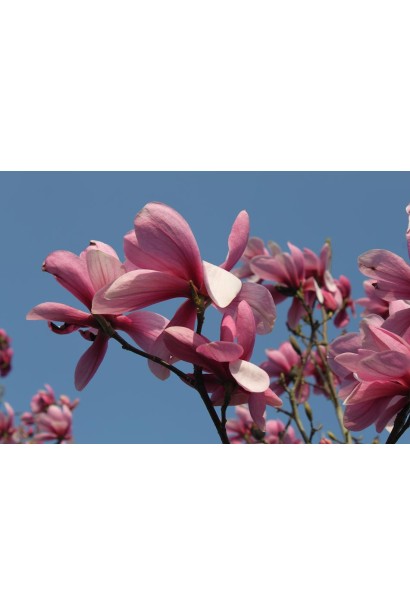 Магнолия Суланжа Галакси