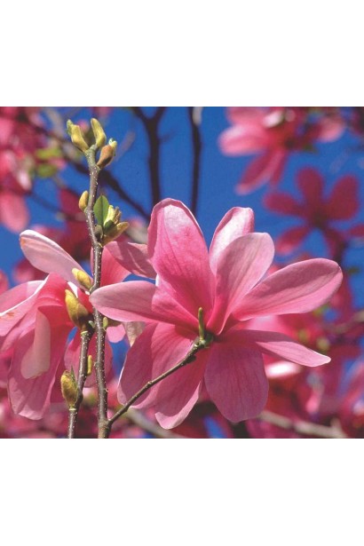 Magnolia Soulangeana Galaxy