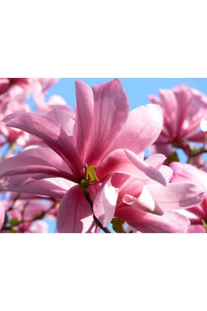 Магнолия Суланжа Галакси пурпурно-розовые цветы в форме лилии.