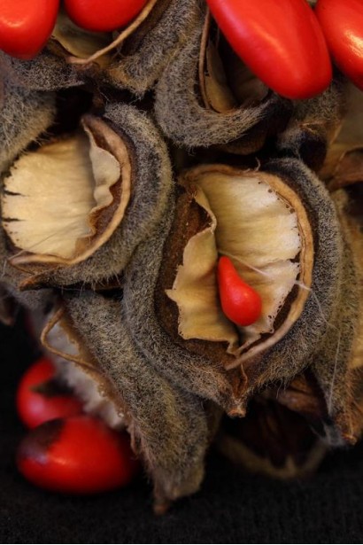 Магнолия Суланжа Галакси семян