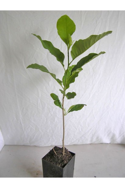 Магнолия Суланжа Галакси саженец Р9