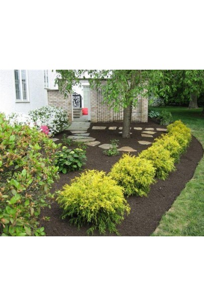 Кипарисовик Філіфера Ауреа Нана рядова посадка