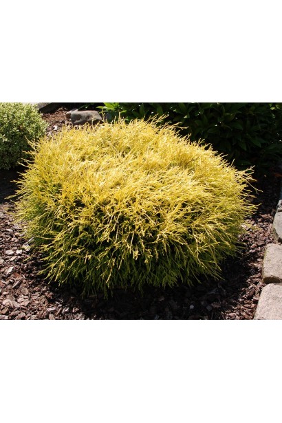 Кипарисовик горохоплідний Filifera Aurea Nana