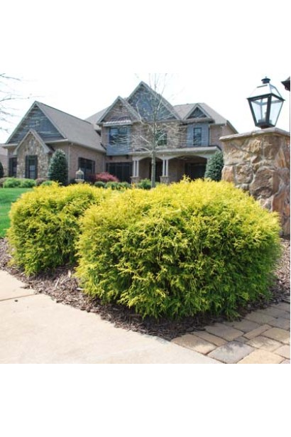 Кипарисовик Філіфера Ауреа Нана стрижений