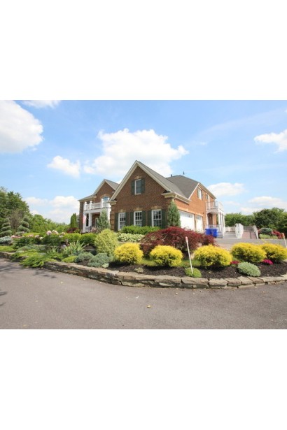 Кипарисовик Філіфера Ауреа Нана  на клумбі