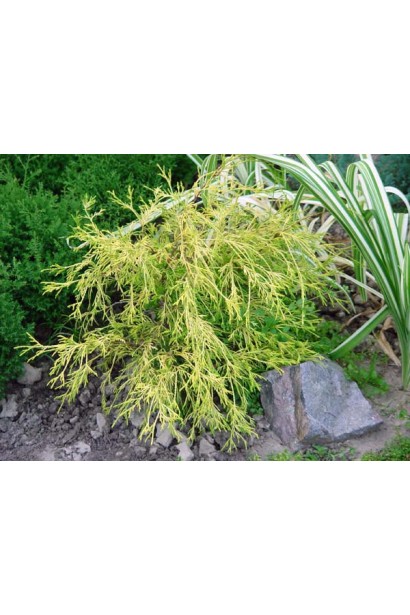 Кипарисовик нитковидний Філіфера Ауреа Нана 