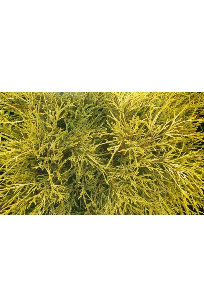 Луската нитчаста хвоя золотистого кольору кипарисовика Філіфера Ауреа Нана