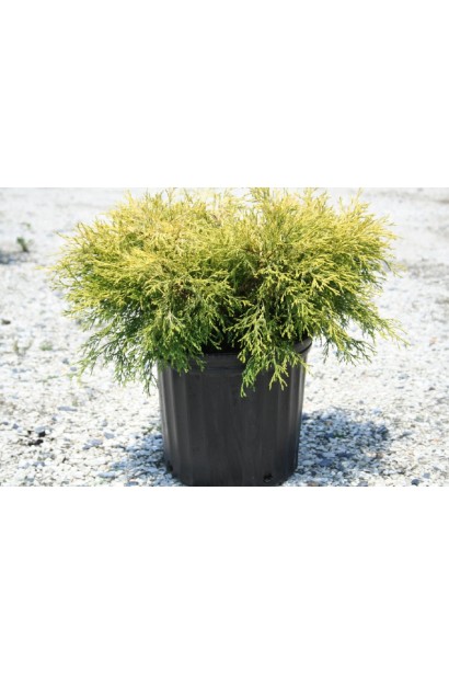 Кипарисовик Філіфера Ауреа Нана  в контейнері 3 л