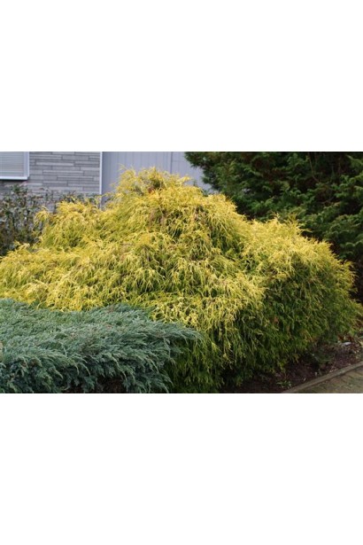 Кипарисовик Філіфера Ауреа Нана в ландшафті