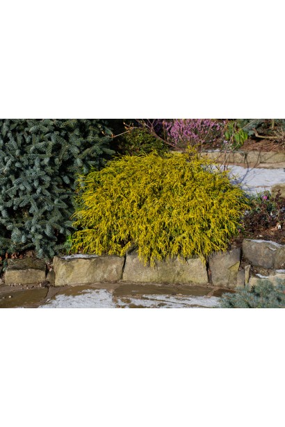 Кипарисовик карликовий Філіфера Ауреа Нана