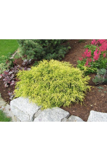 Кипарисовик горохоплідний Філіфера Ауреа Нана