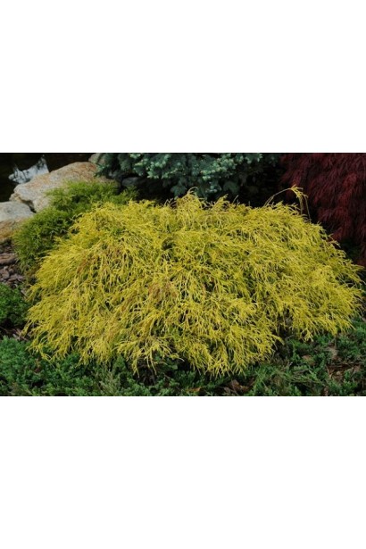 Жовтий хвойний кущ подушковидної форми