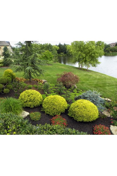 Кипарисовик Філіфера Ауреа Нана стрижені кулі