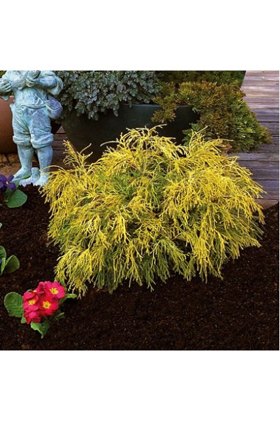 Кипарисовик низький Філіфера Ауреа Нана