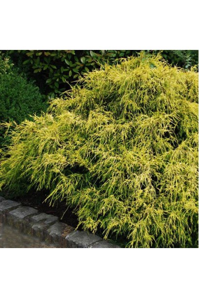 Chamaecyparis pisifera Filifera Aurea Nana