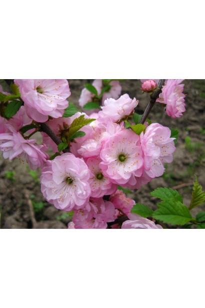 Амігдалопсіс Розенмунд