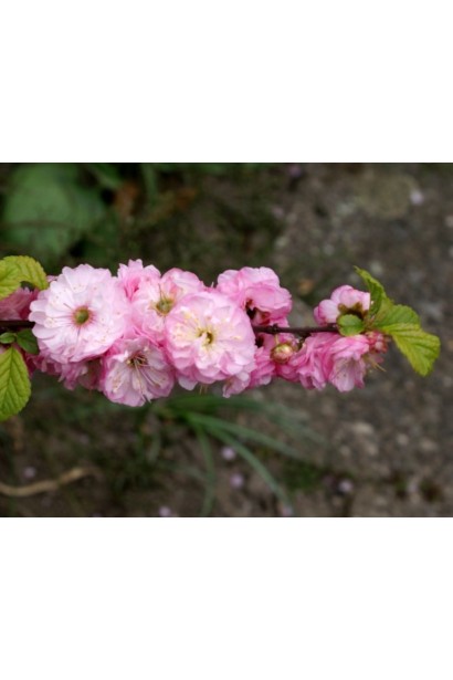 Китайська махрова слива Розенмунд 