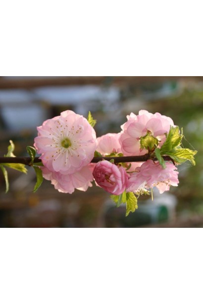 Мигдаль декоративний Rosenmund 