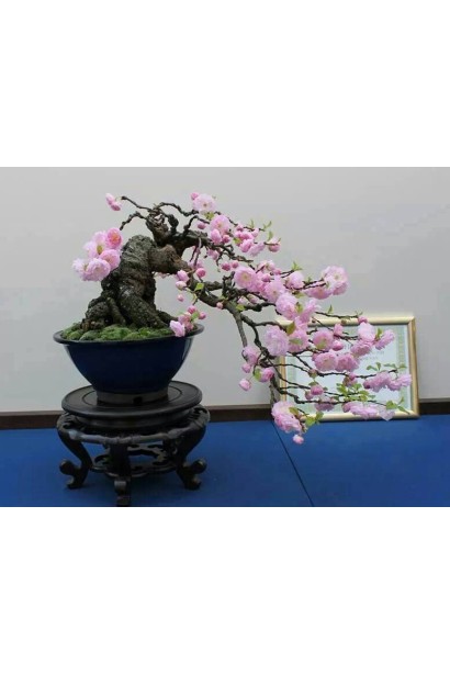 Мигдаль Розенмунд у вигляді бонсаю