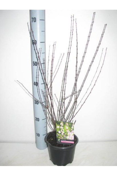 Мигдаль трилопатевий Розенмунд в горщику